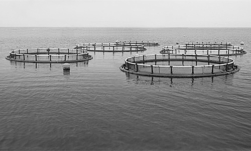 物联网助力水产养殖进行智能化管理。