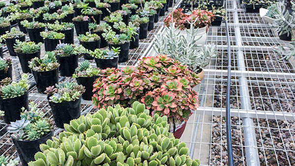 多肉种植区